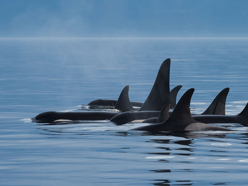 Marine Mammal Monitoring