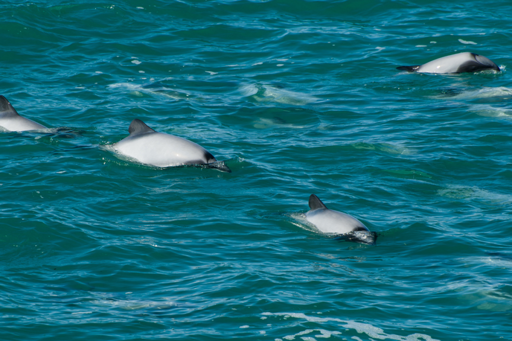 Researching Hector’s Dolphins in Lyttelton Harbour