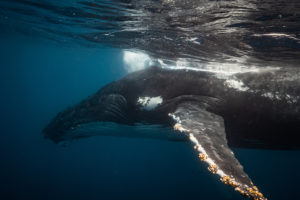 Baleen whale