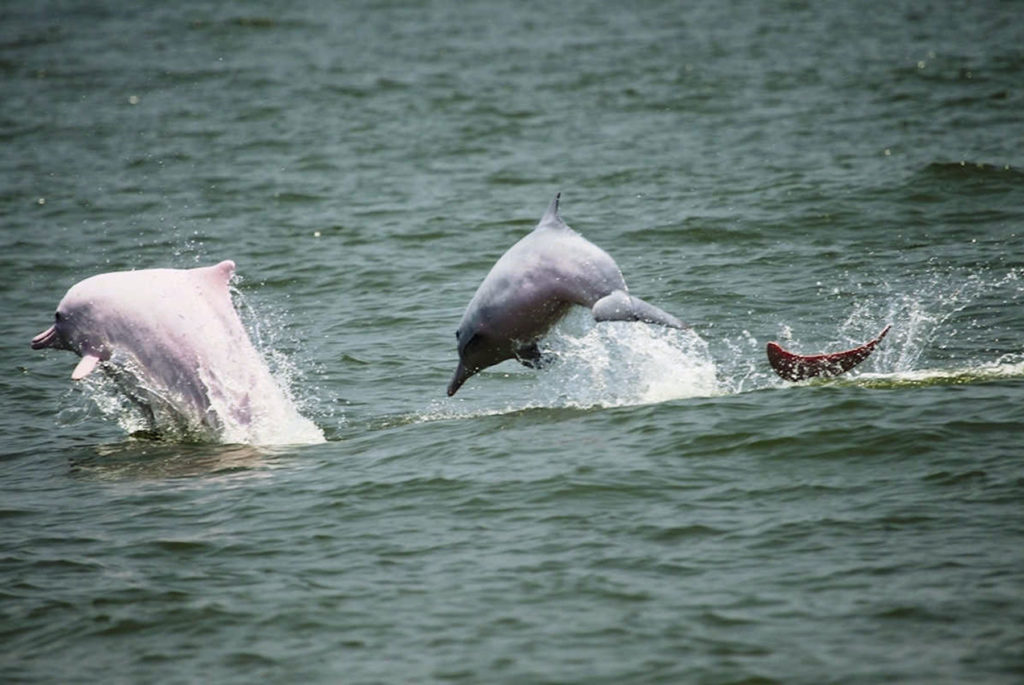 Humpback Dolphins WWF