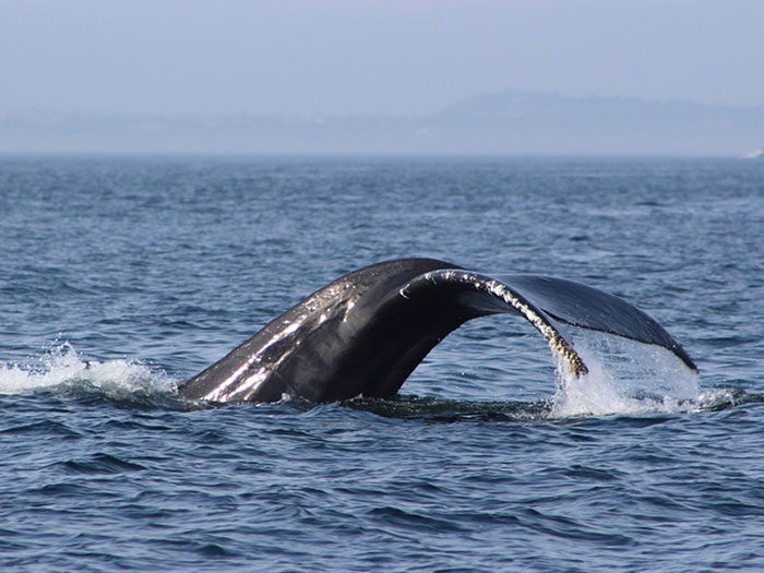 Marine Mammal Monitoring